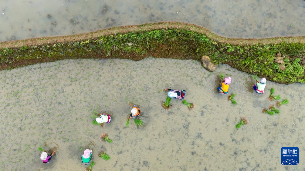智绘中国·世遗镜鉴｜红河哈尼梯田续写农耕文明新传奇_新华网(图4)