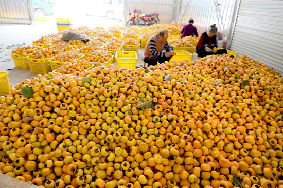 千年柿香海外 三产融合富瑶乡(图1)