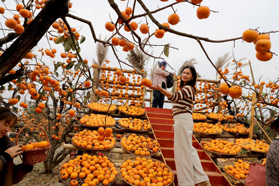 千年柿香海外 三产融合富瑶乡(图3)